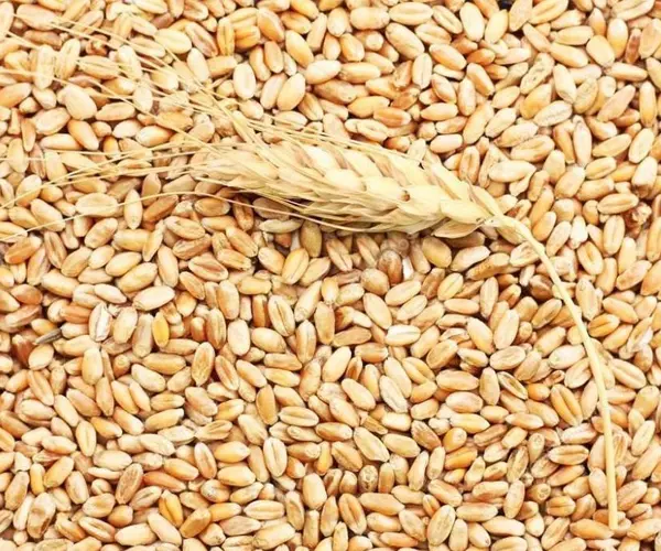 Kazakhstan wheat